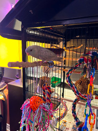 Must sell 2 Linnie parakeets