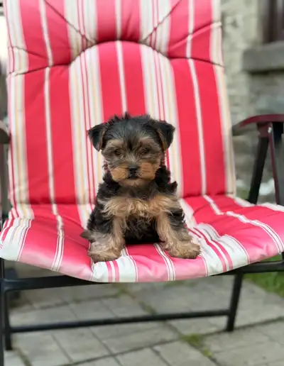 Yorkie puppies, View more