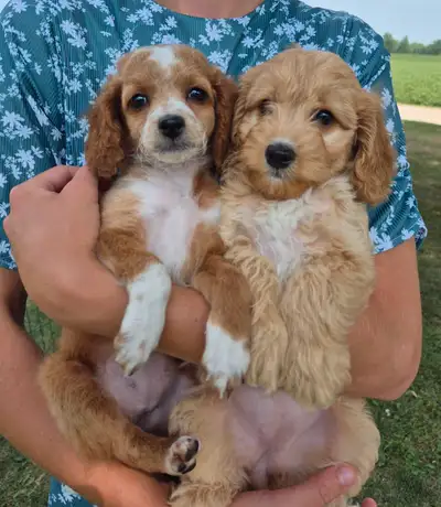 BEAUTIFUL COCKAPOO PUPPIES!!!, View more