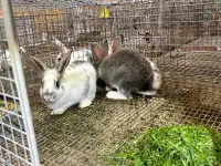 Doe rabbits 