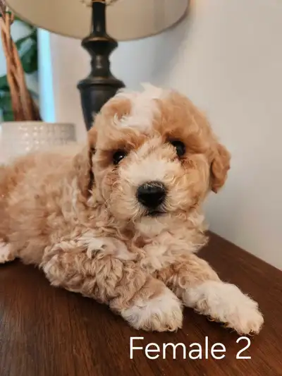 Beautiful Bichonpoo Puppies!, View more