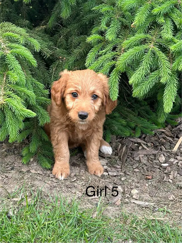 Mini Golden Doodles in Dogs & Puppies for Rehoming in Kitchener / Waterloo - Image 6