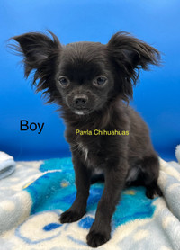 Chihuahua male puppy 