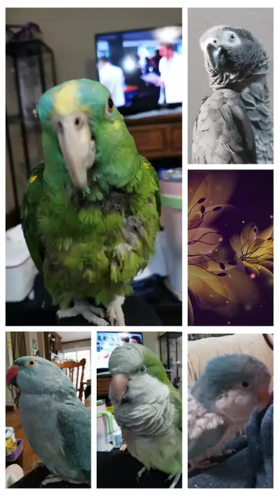 Nails and wing clipping -20$ for nails -20$ wings I also do beak filling is 40$ Toilettage des perro...