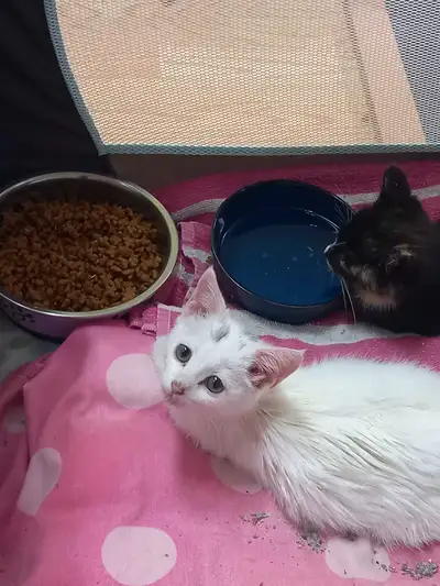 Adoption humanitaire de refuge, View more