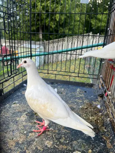 white Homer chick , View more
