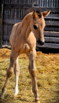 ***2024 AQHA FOALS***