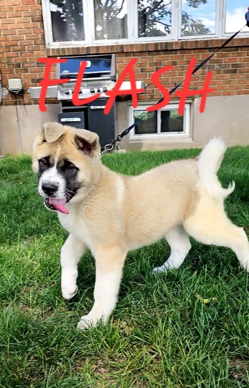 Canadian Kennel Club Registered American Akita puppies!!! Dogs