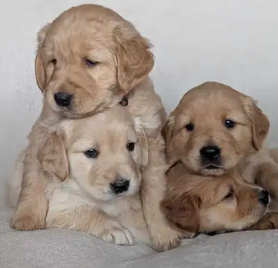 Adorable Puppies for Sale, View more