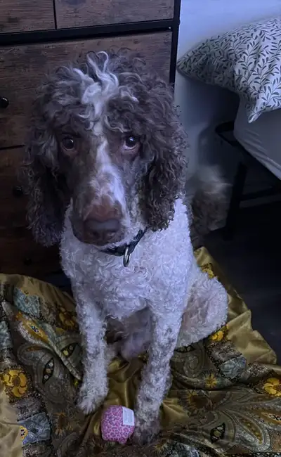 2 year old poodle, View more