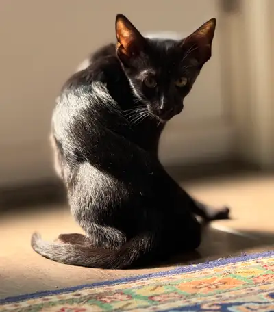Black & Blue Tabby  Oriental Shorthair Kittens, View more