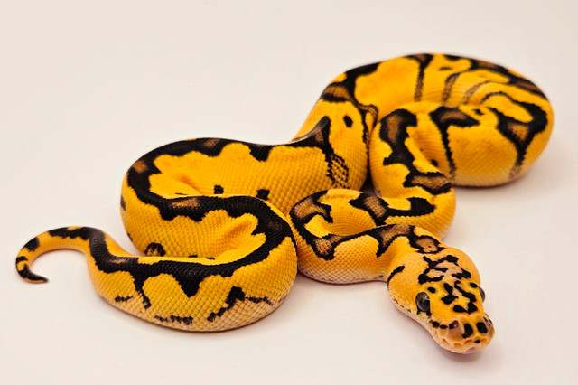 Ball python hatchling in Reptiles & Amphibians for Rehoming in Edmonton