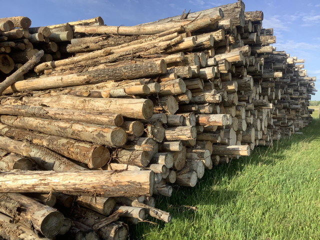 Seasoned firewood in Other in Grande Prairie - Image 3