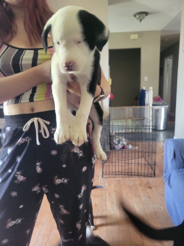 Puppies for Rehoming Dogs & Puppies for Rehoming Petawawa Kijiji