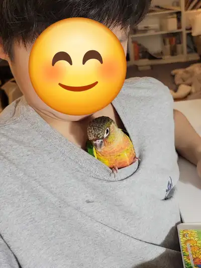 Conure bebe male, View more