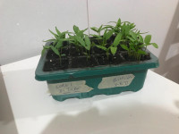 Seed Starter / Kit / Semences Demarrage de Plantes