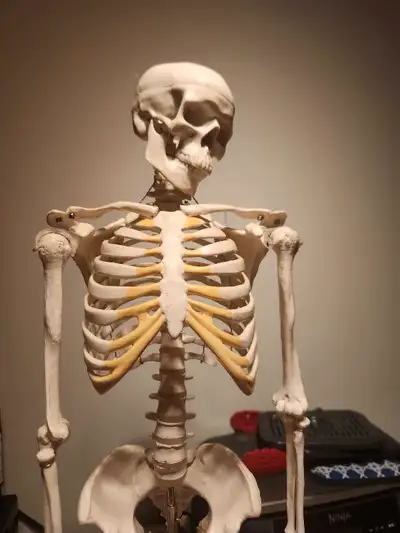 Skeleton model high quality