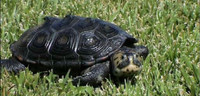 Very rare Diamond back Terrapin