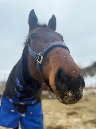 2 year old gelding thoroughbred, View more