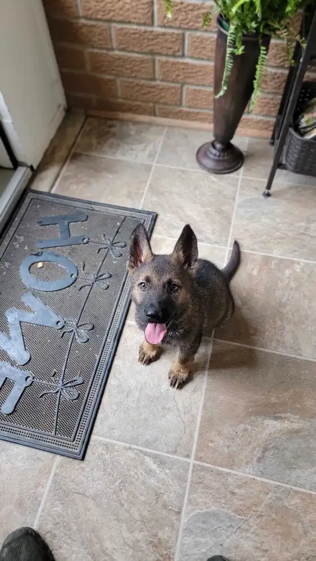 German Shepherd Puppies in Dogs & Puppies for Rehoming in Stratford - Image 2
