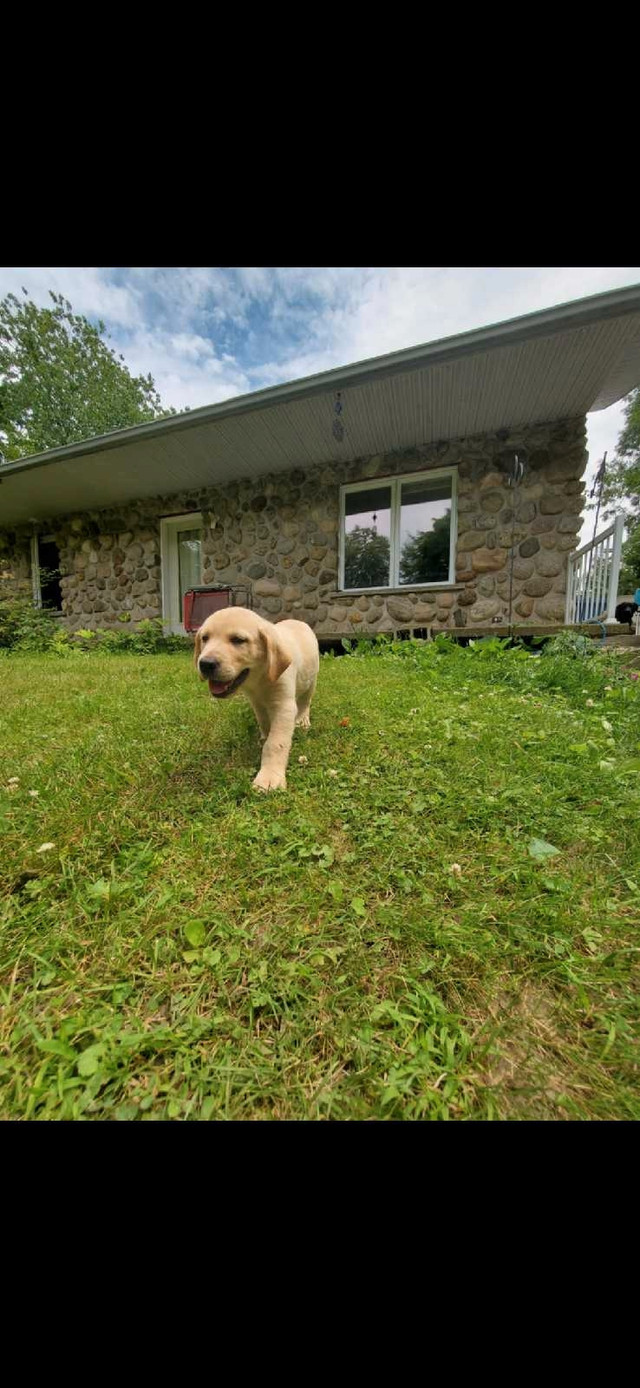 Chiots Labrador pure race a vendre dans Chiens et chiots à adopter  à Lanaudière - Image 3