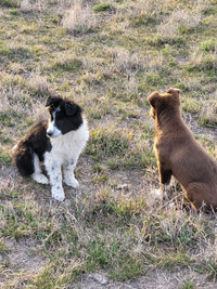 Border collie/Australian Shepherd puppies
