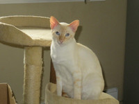 Purebred Siamese and Tonkinese Bonded Pair