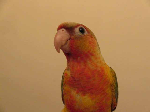 **HIGH RED HANDFED BABY PINEAPPLE CONURES**W/CARE PACKAGE & DNA in Birds for Rehoming in Markham / York Region
