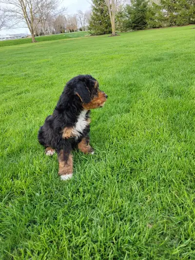 Beautiful medium Bernedoodle pups, View more