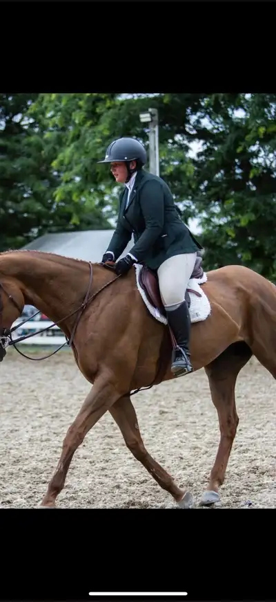 Steady Eddie for⛵️ 14 year-old OTTB gelding�17.1HH | “Giant Gizmo” type Knox is a true been-there-do...