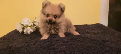 Chiot Poméranien mâle, couleur sable, né le 3 mars 2025, il pèsera environ 5 livres, prèt à partir d...