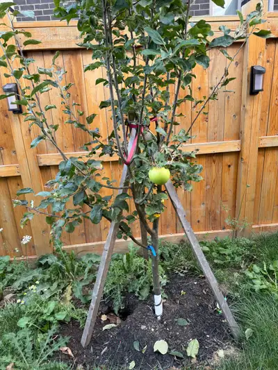 7 foot 4 in one apple tree, View more