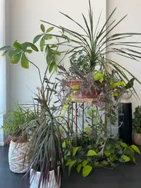 Plants for Sale