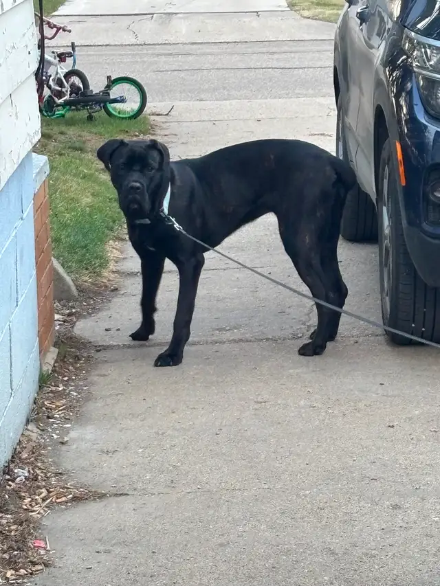 Cane corso English mastiff in Dogs & Puppies for Rehoming in Saskatoon - Image 5