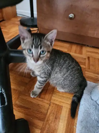 très beau chaton mâle, View more