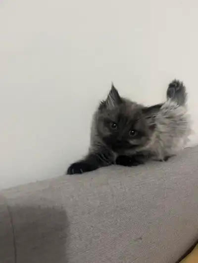 Smoke Grey Kittens, View more