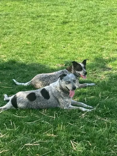 adult mix blue heeler maremma, View more