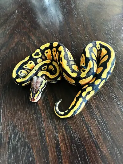 Pastel Cypress Leopard DH Clown/Pied male, View more