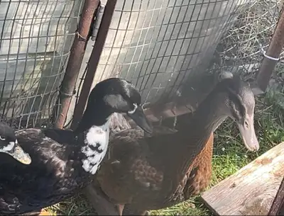 Call ducks x crested 10 wks old Both are drakes $10 each $15 for both OBO Pick up outside Lucknow co...