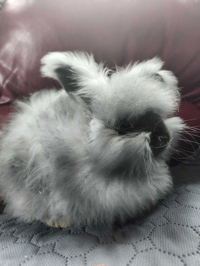 English Angora Rabbits in Small Animals for Rehoming in Gatineau - Image 4