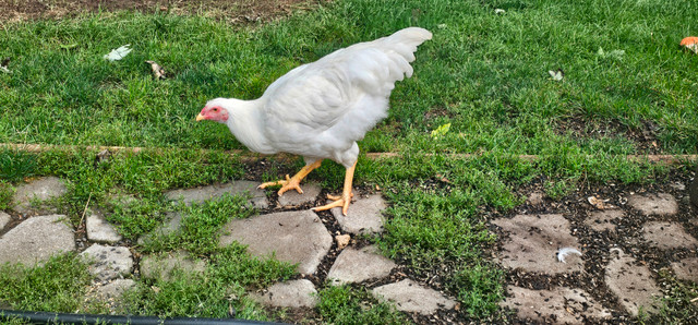 Heritage Breed Roosters available. in Livestock in Hamilton - Image 4