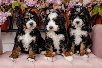 Bernedoodles, View more