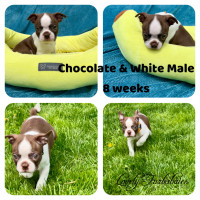 Price reduced - 5 males CKC Reg. Ready for forever homes..