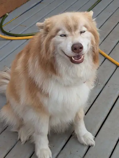 Husky X needs a special home, View more