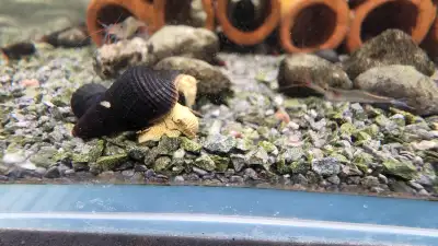 4 Rabbit Snails Yelow ou black pour 20$, View more
