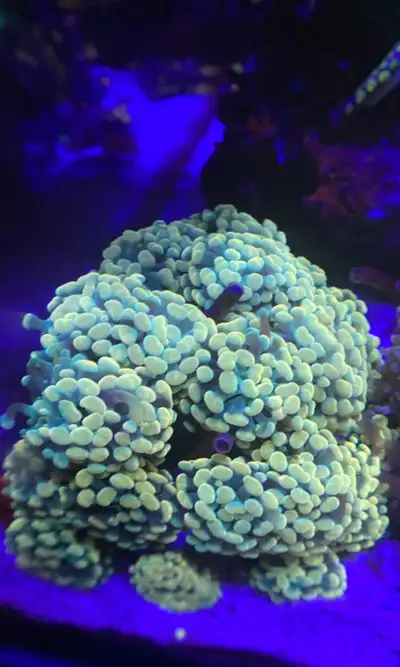 Coral frags & Colonies, View more