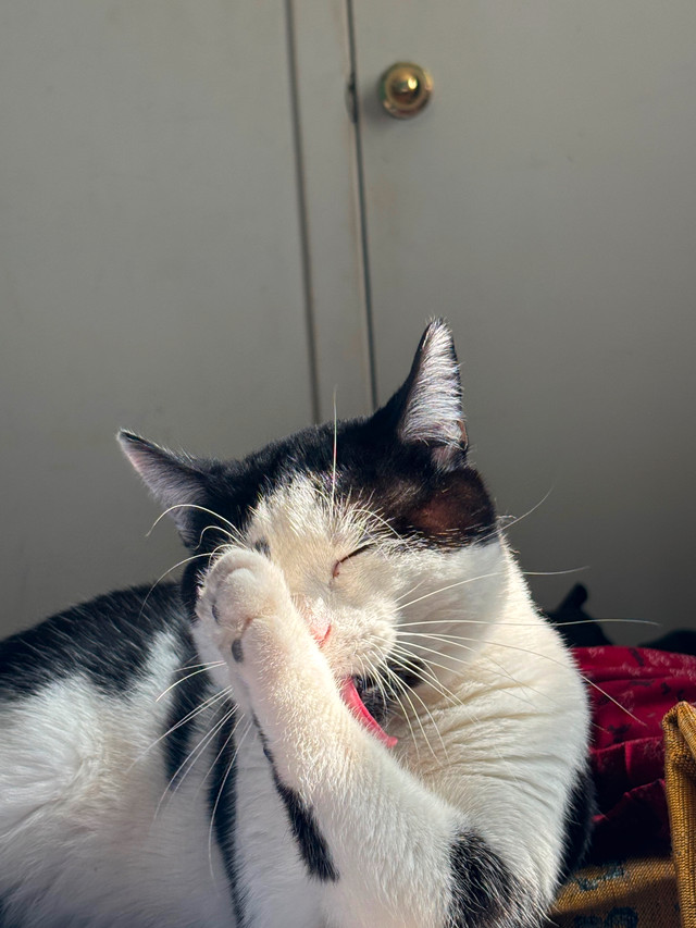 Cat tuxedo dans Chats et chatons à adopter  à Ville de Montréal - Image 3