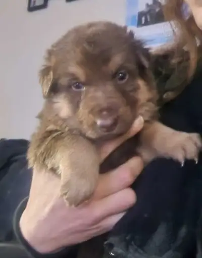 German sheperd pups, 1  brown., View more