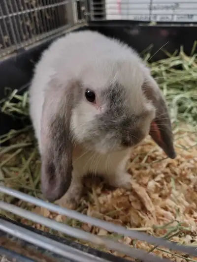 mini lop rabbit, View more