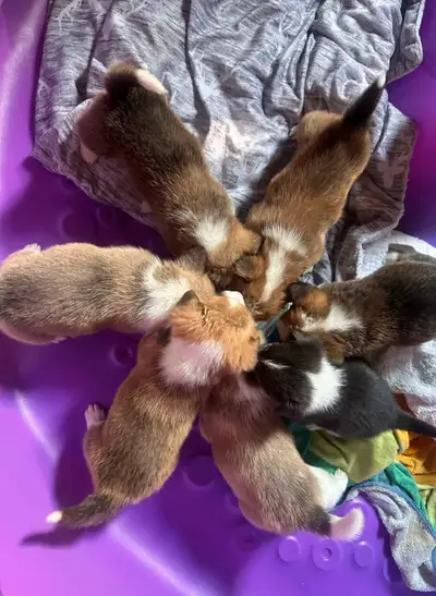 7 girls in the litter Very healthy puppies Will have first shots and full vet check Free delivery to...